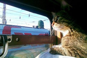Перевозка животных в поезде Таврия