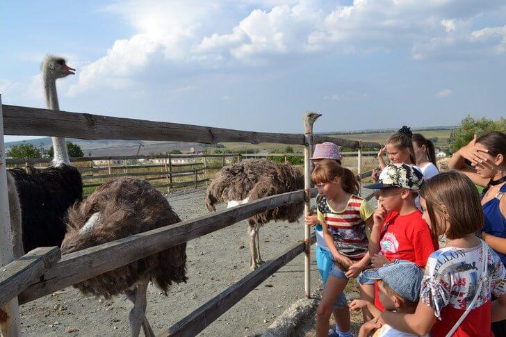 Денисовская страусиная ферма возле Симферополя